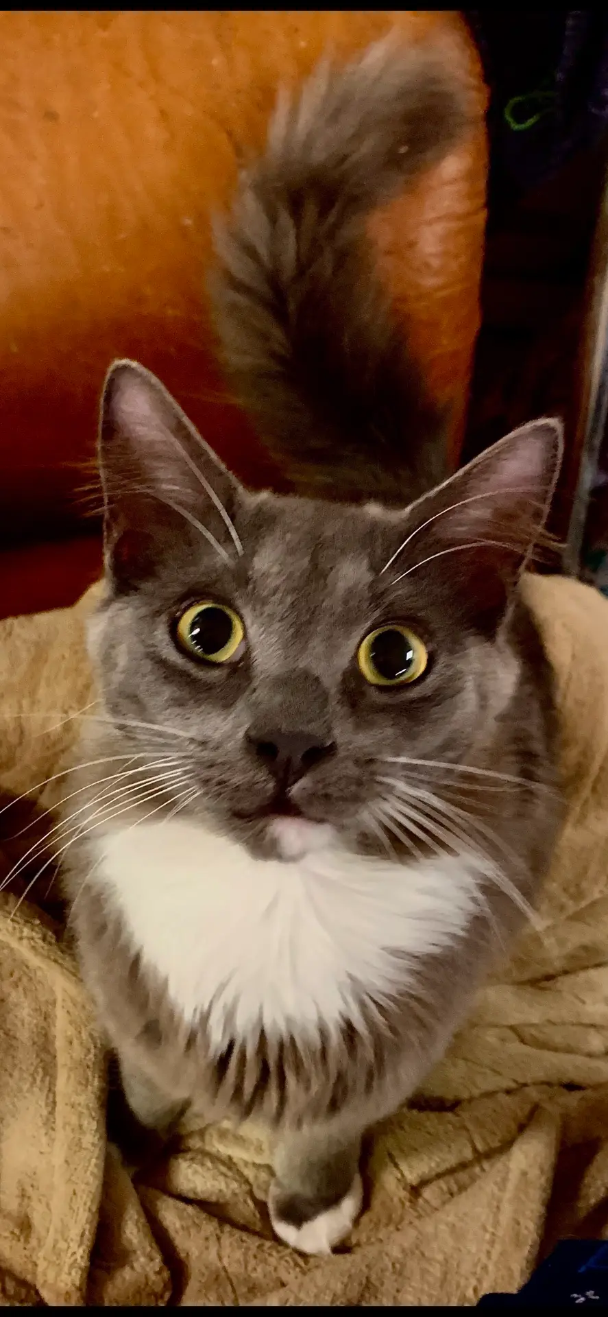 Biggie Paws, a long-haired charcoal gray cat with a white chest and a white-tipped paw, looking up at the camera with his fluffy tail raised