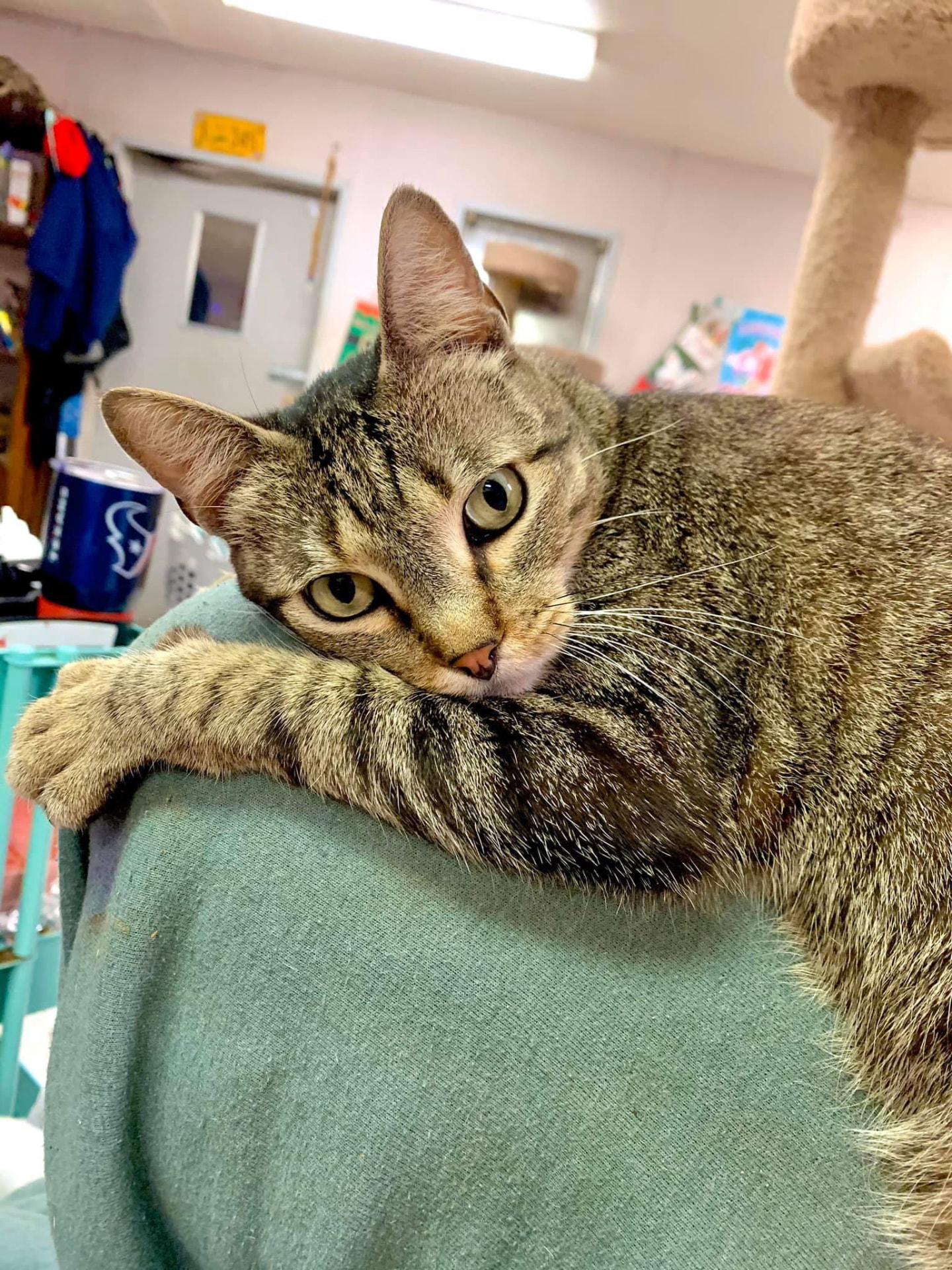 Critter, a brown tabby, resting his chin on the back of a green chair