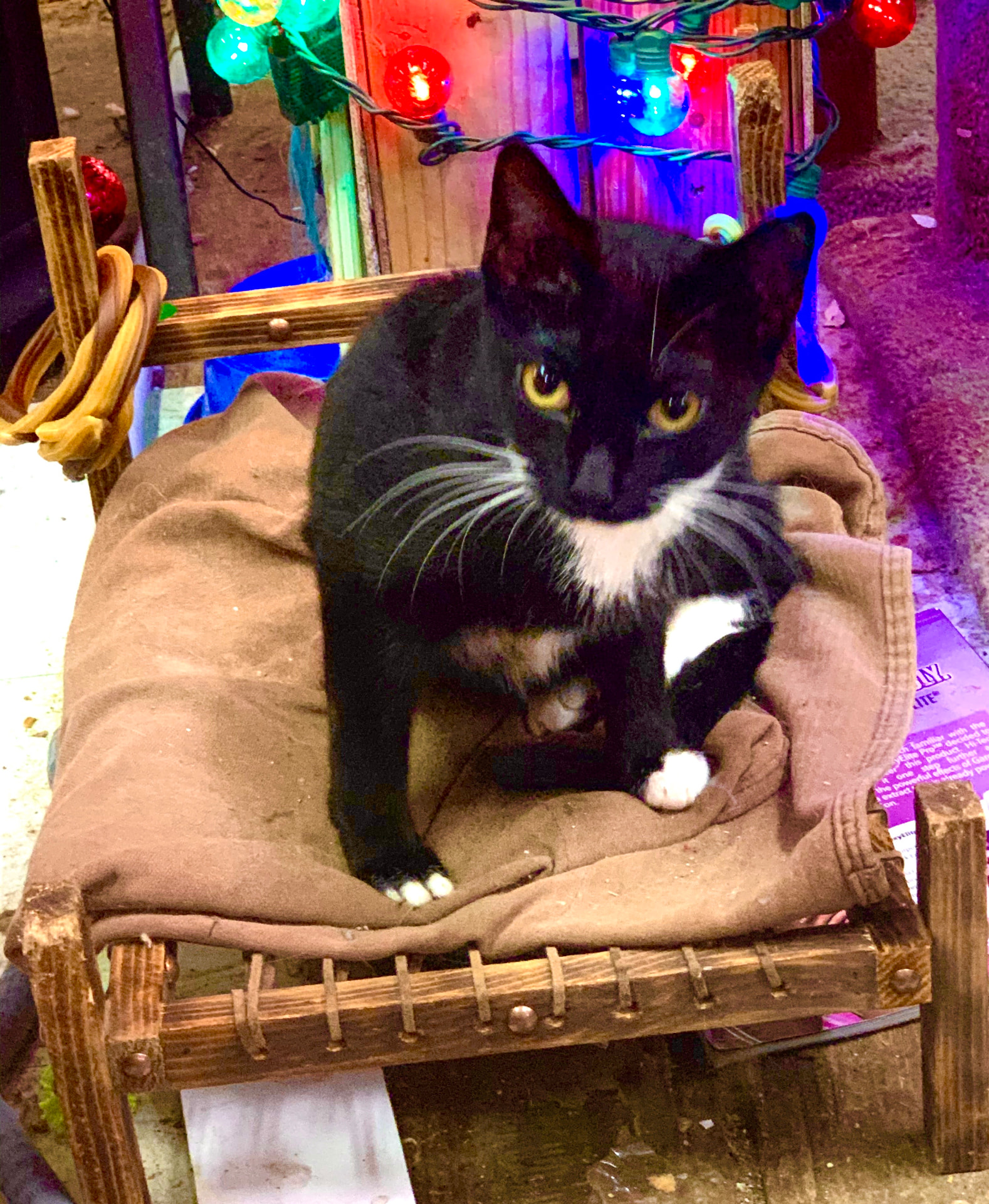 Ellie Mae, a black and white tuxedo cat with gold eyes, lying on a small wooden bed under colorful string lights