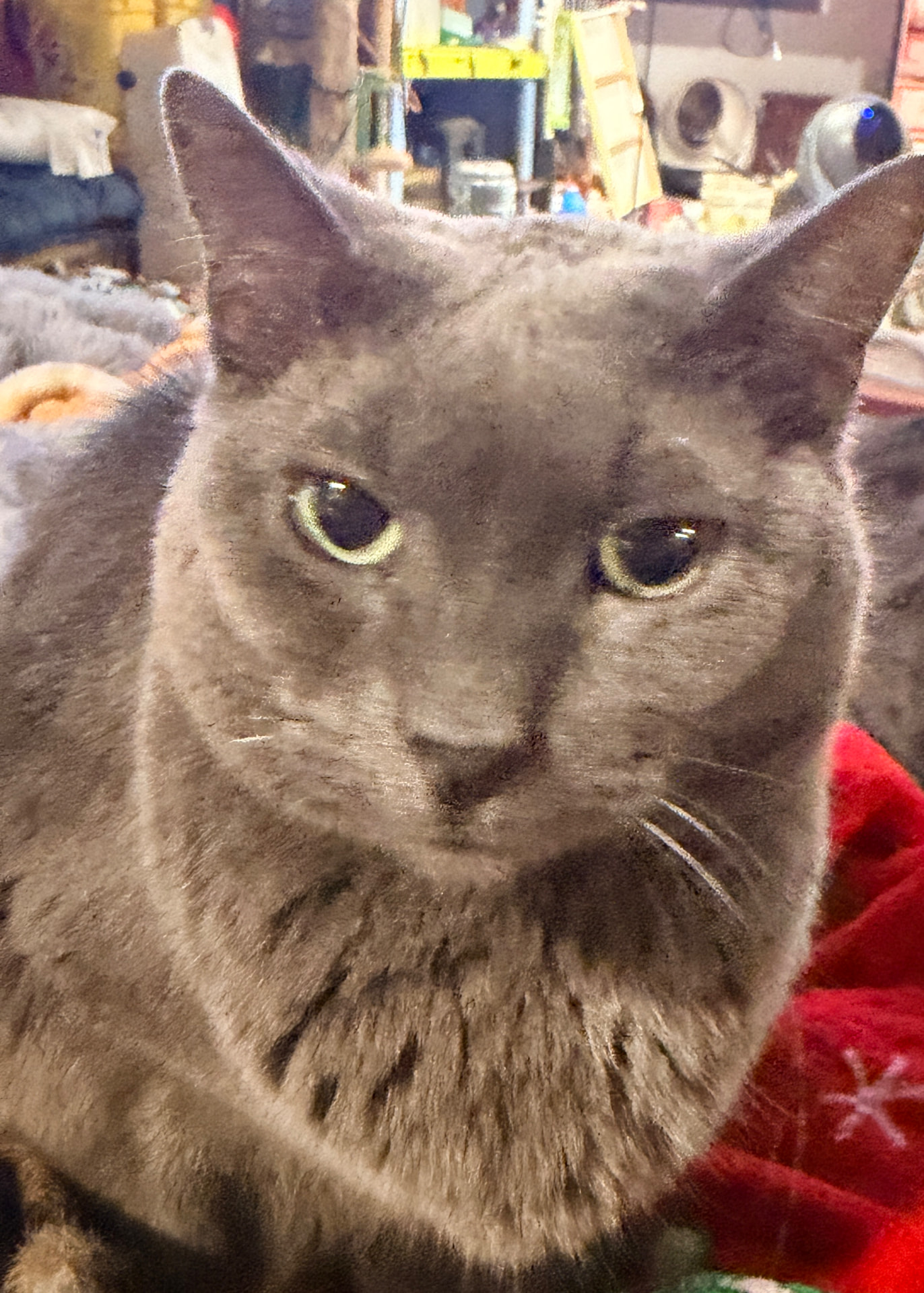 Mewdonna, a solid gray cat with pale green eyes, looking straight at the camera