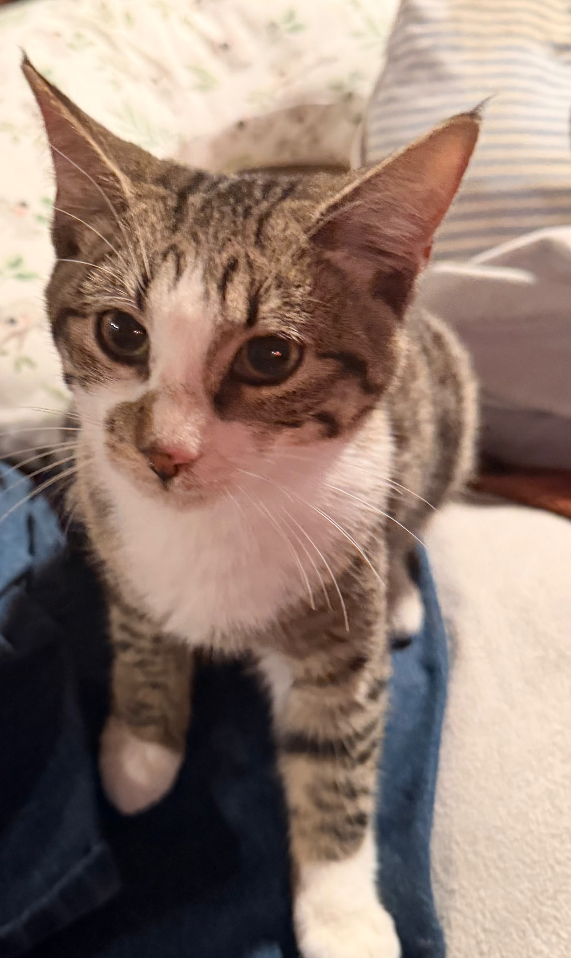 Biscuits, a brown tabby and white with white paws, standing on a blue blanket