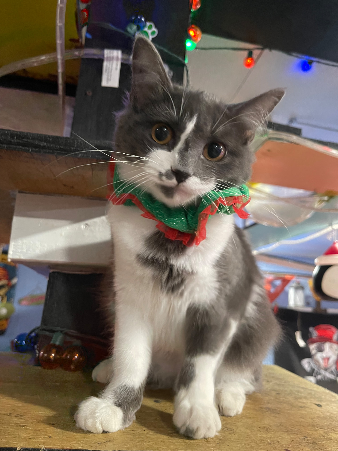 Ember, a gray and white cat with amber eyes, sitting on a wooden shelf in front of Christmas lights