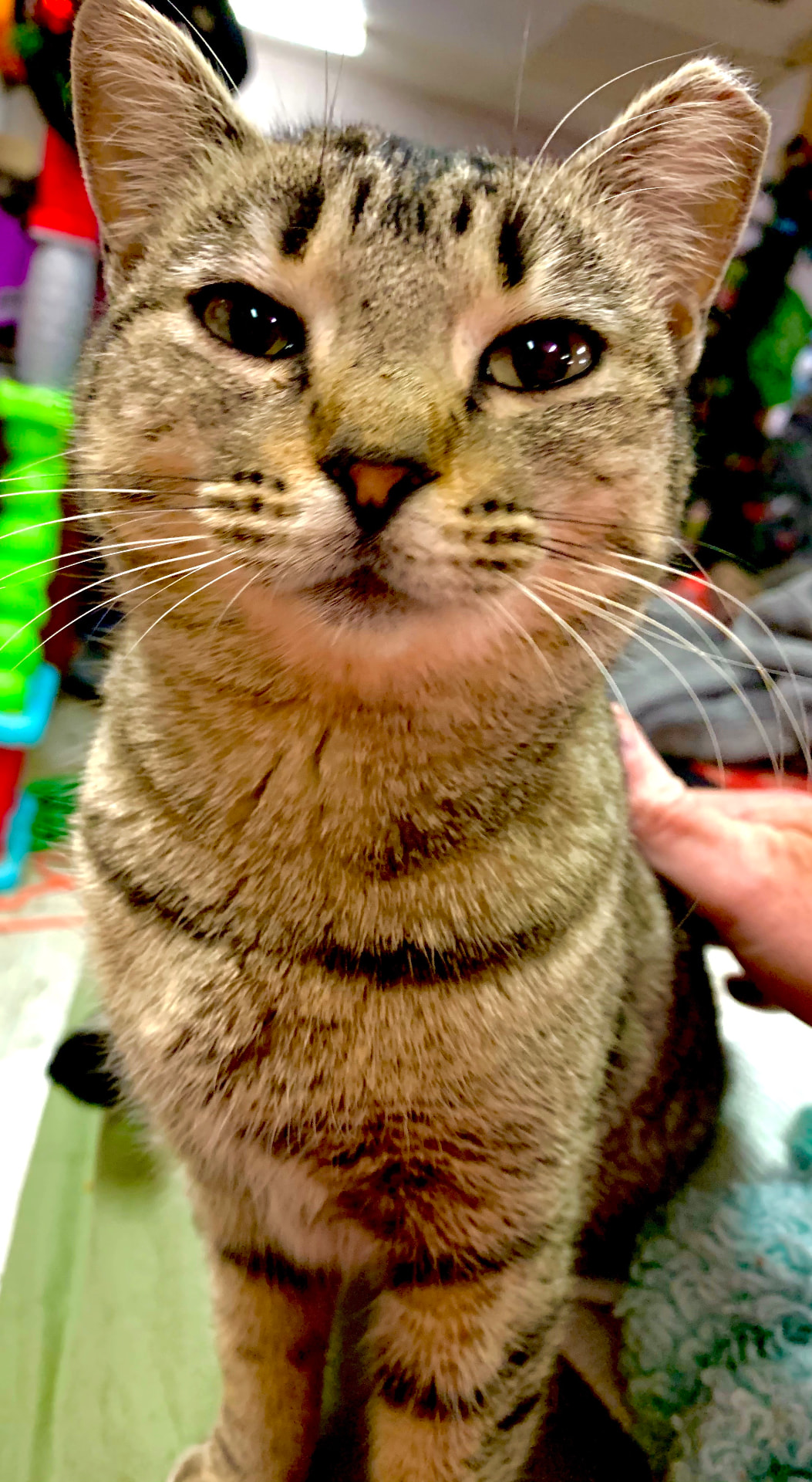 Origato, a brown tabby with a dark M on his forehead and an ear tip, sitting upright and looking at the camera