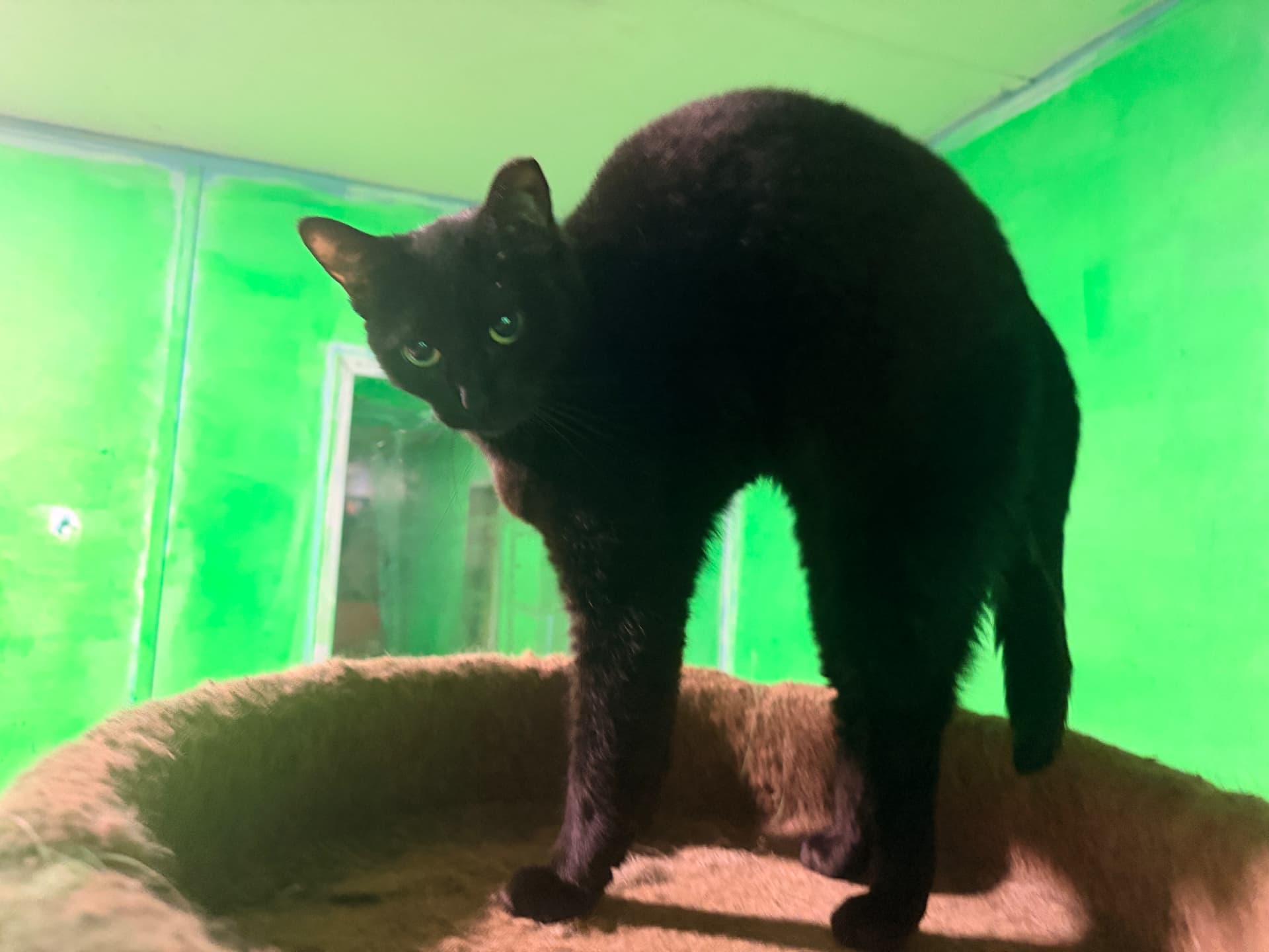 Raven, a solid black cat with light green eyes, standing in a tan fuzzy bed