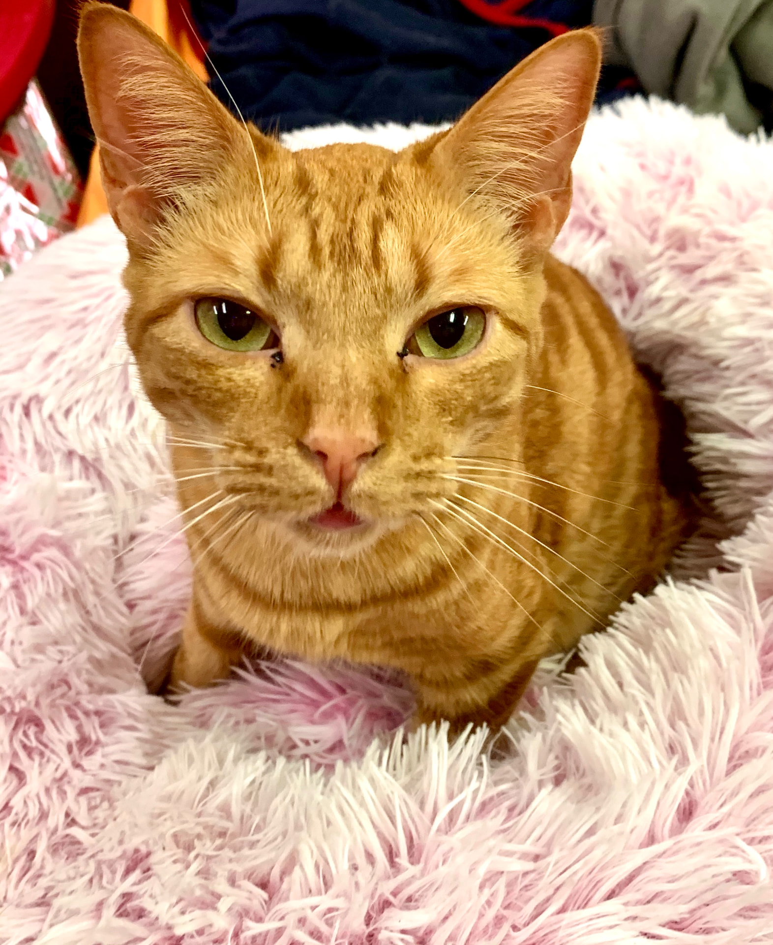 Mr. Miyagi, an orange tabby with pale green eyes, sitting upright in a shaggy pink and white bed