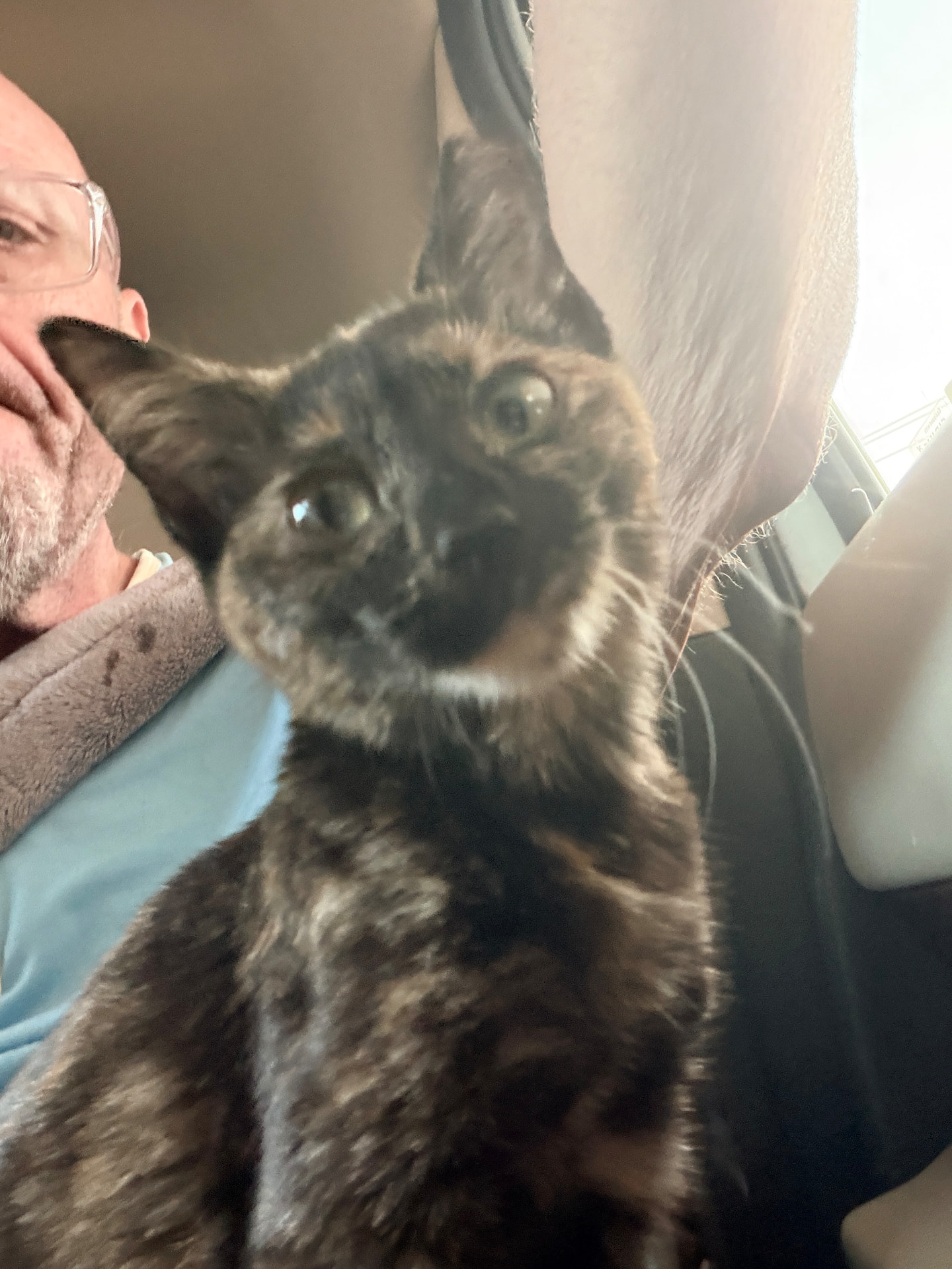 Dixie, a tortoiseshell cat with upright ears, sitting close to the camera in a car